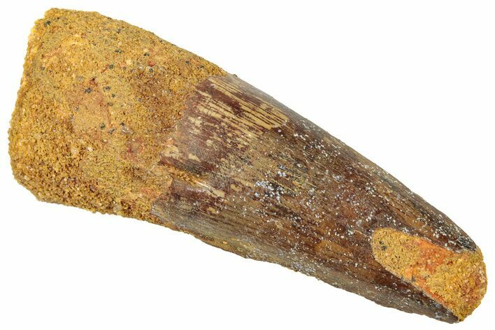 Fossil Spinosaurus Tooth - Real Dinosaur Tooth #322308